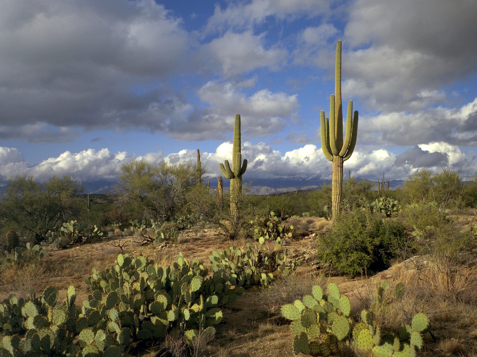 saguaro-national-park--arizona