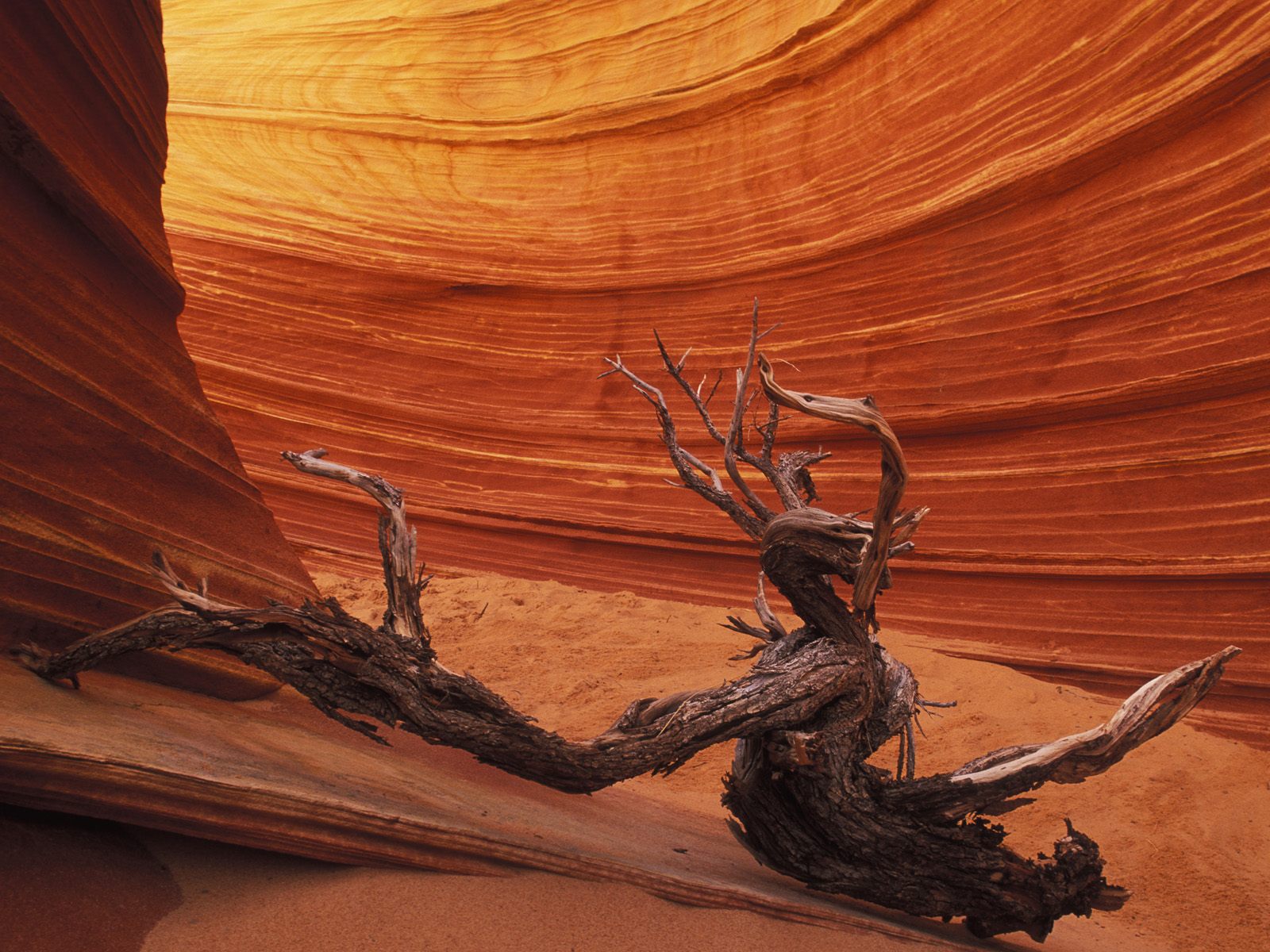 slickrock-formation--paria-canyon--vermillion-cliffs-wilderness-area--arizona