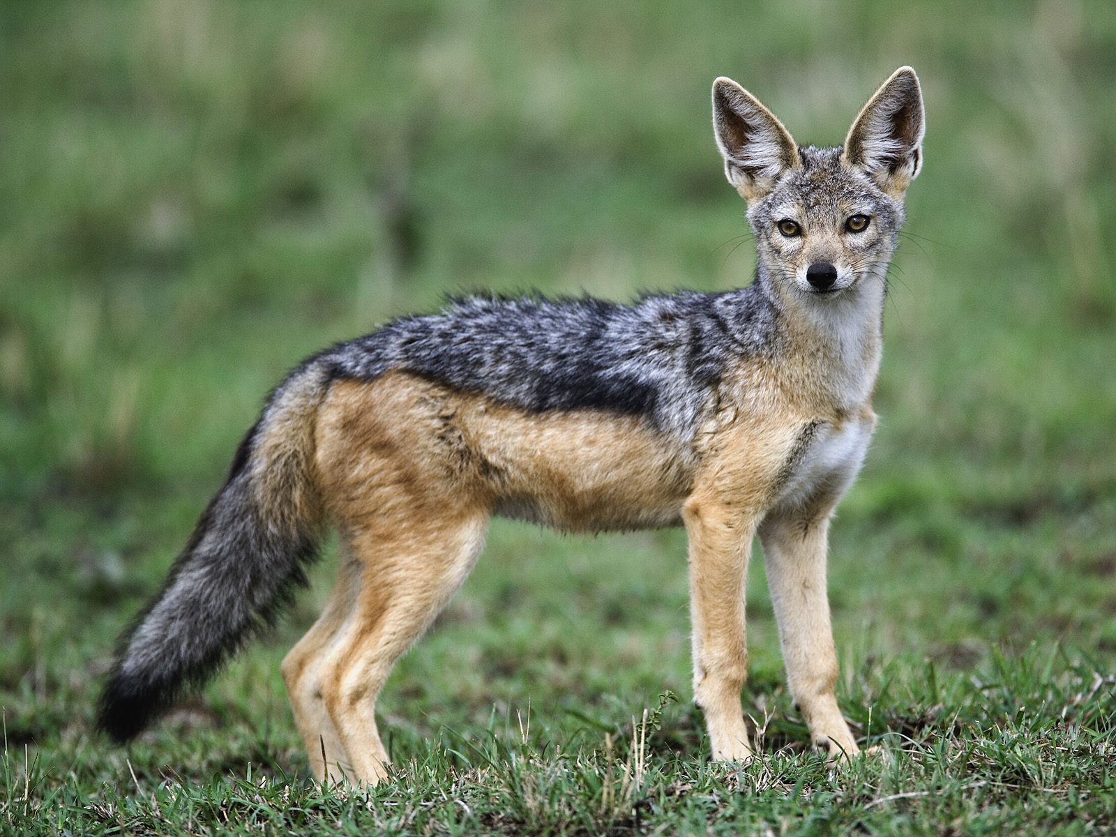 adult-black-backed-jackal--masai-mara--kenya