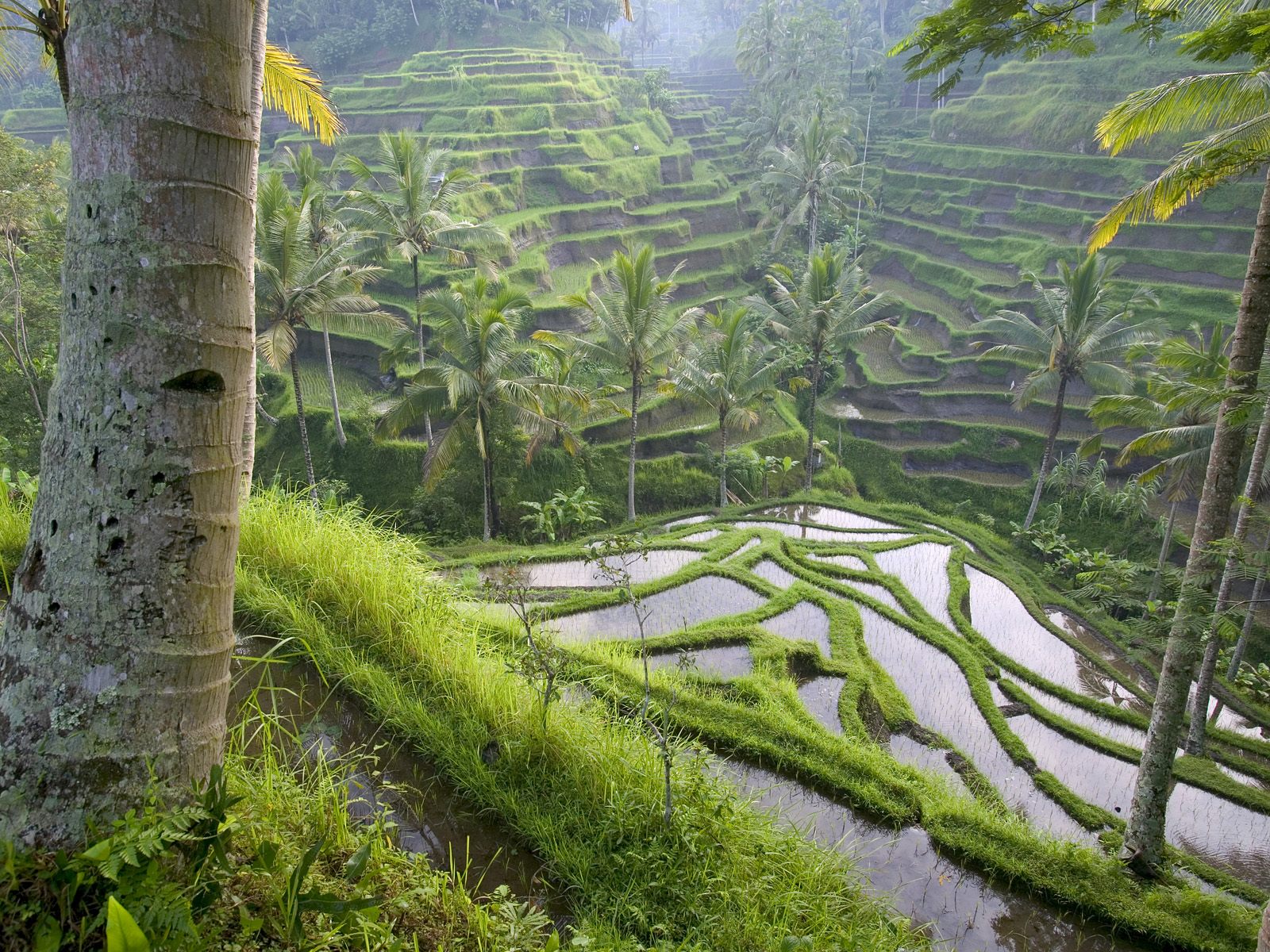 terraced-rice-paddies--ubud-area--bali--indonesia