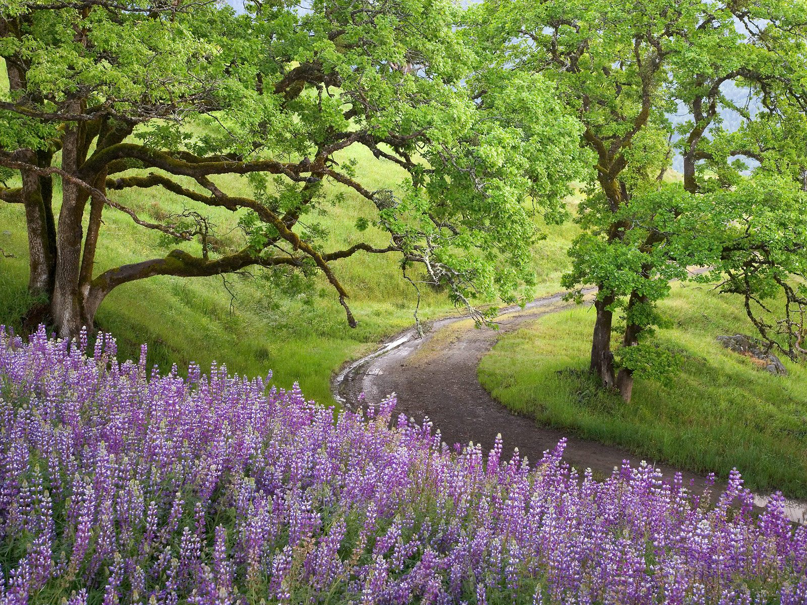 bald-hills--redwood-national-park--california