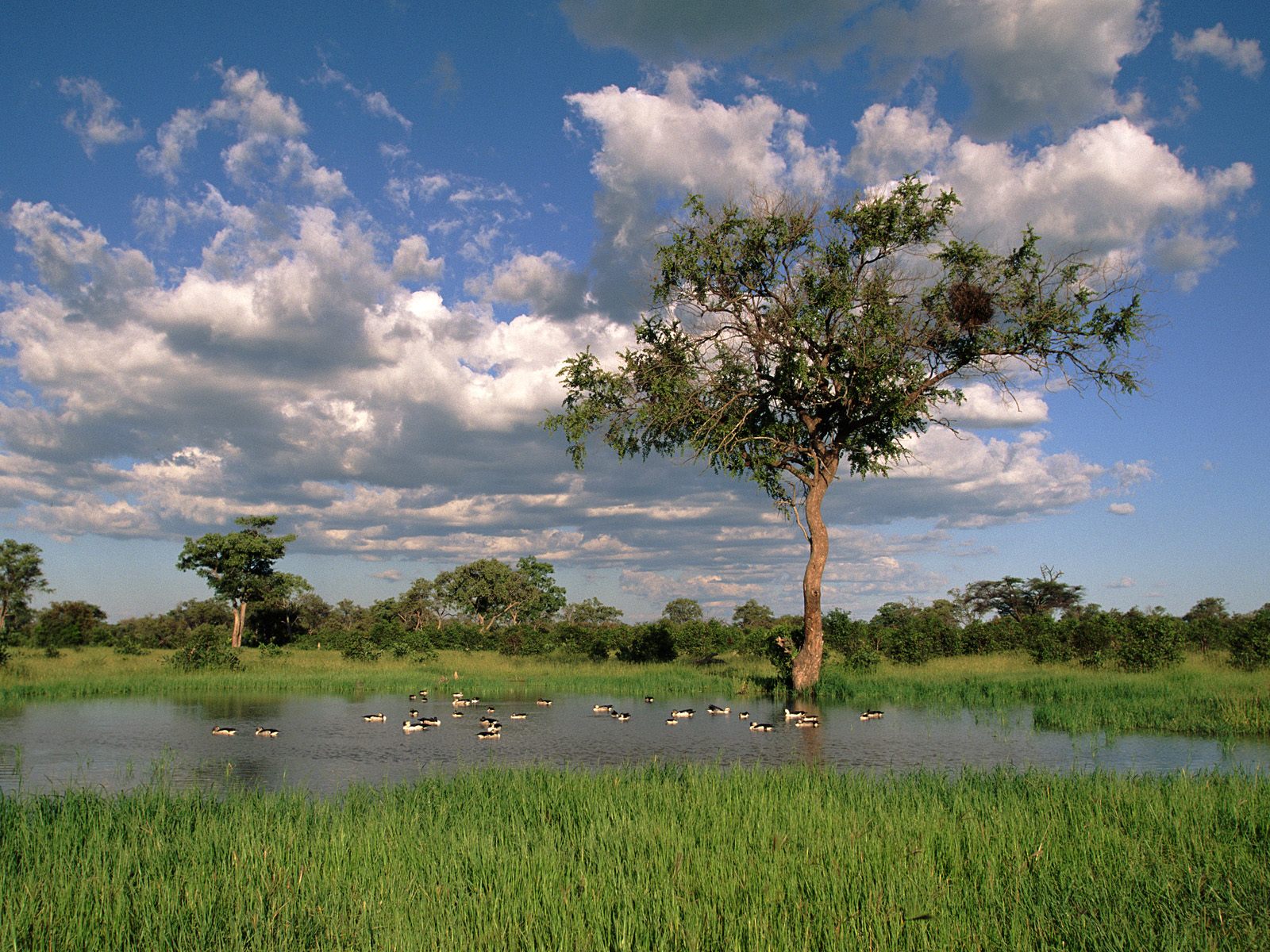 comb-ducks-on-lake--savute-chobe-national-park--botswana