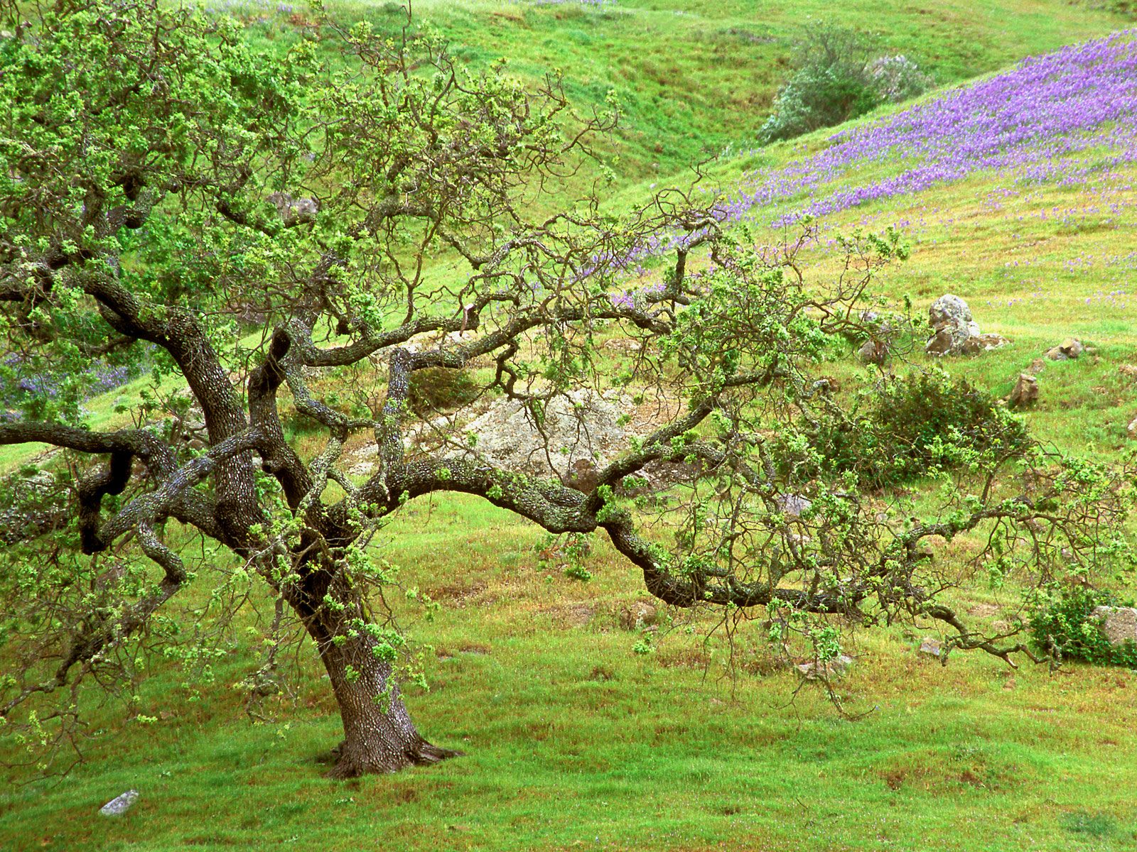 oak-tree--santa-rosa-creek--california