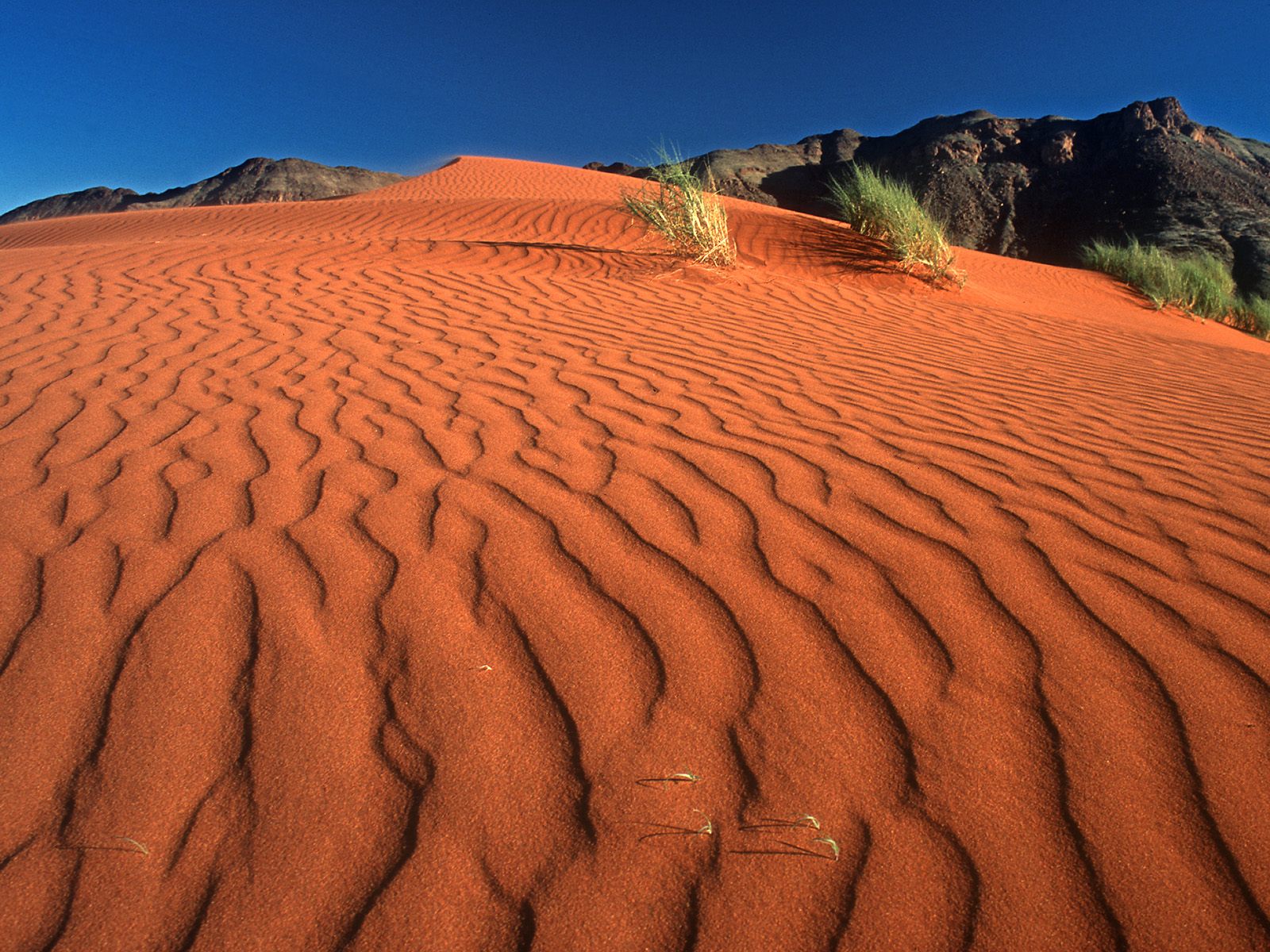 crawling-on-the-dune--namib-rand-nature-reserve--namibia