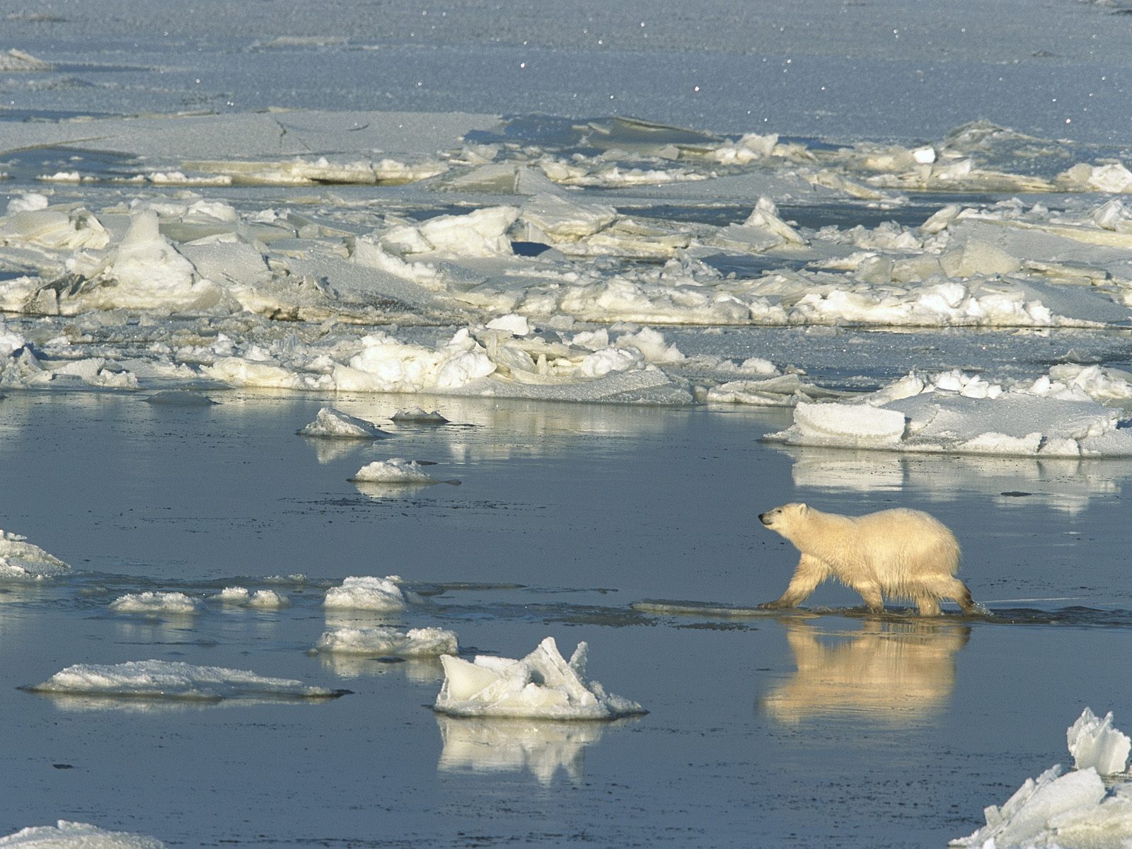 polar-bear-crossing-the-hudson-bay--churchill--manitoba--canada