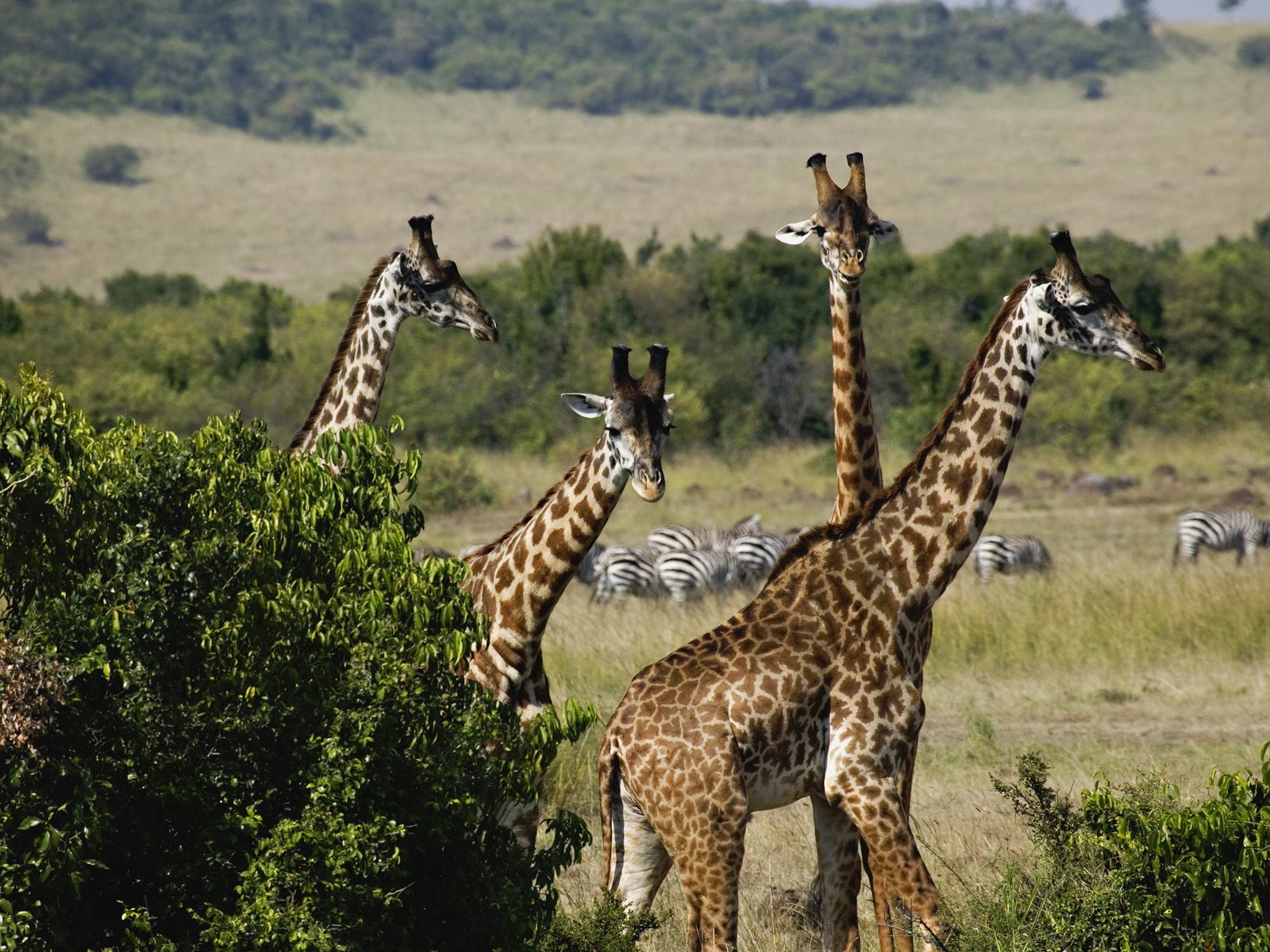 giraffes--masai-mara-game-reserve--kenya