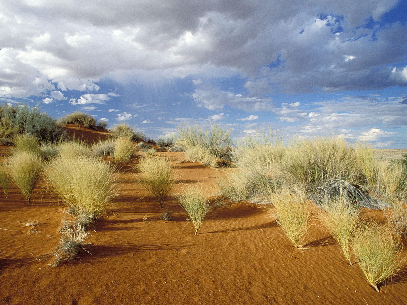 kgalagadi-transfrontier-park--south-africa