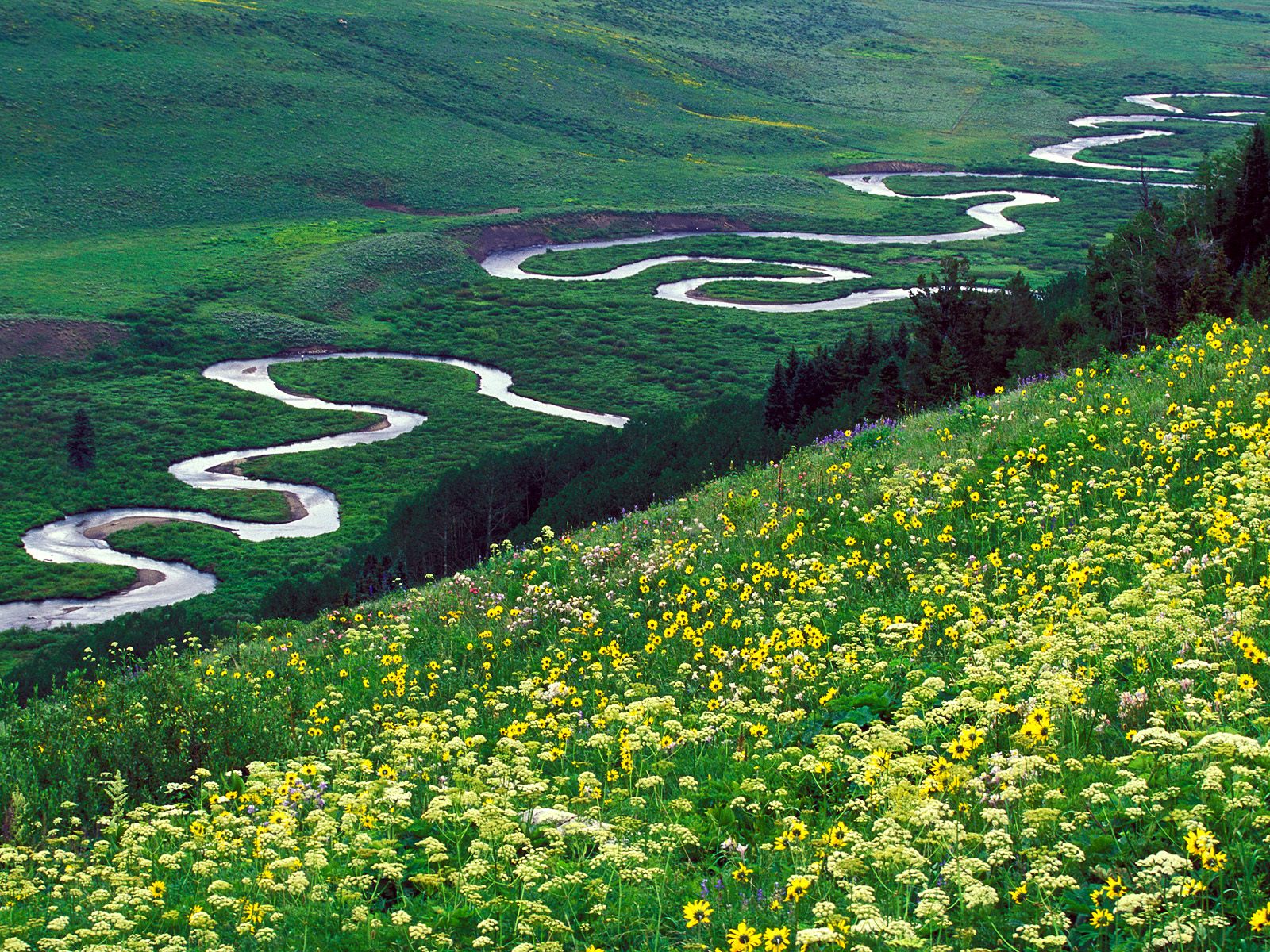 meadow-parsley--gunnison-national-forest--colorado