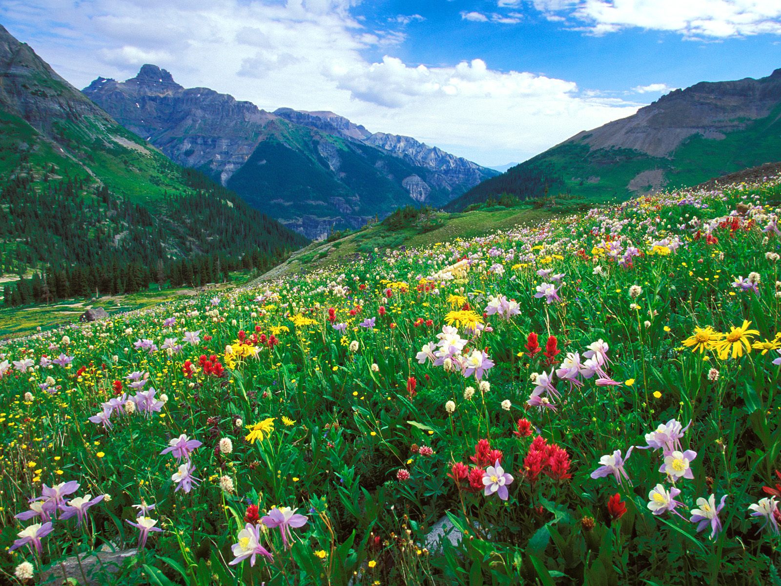 paintbrush--columbine--and-orange-sneezeweed--sneffels-range--colorado