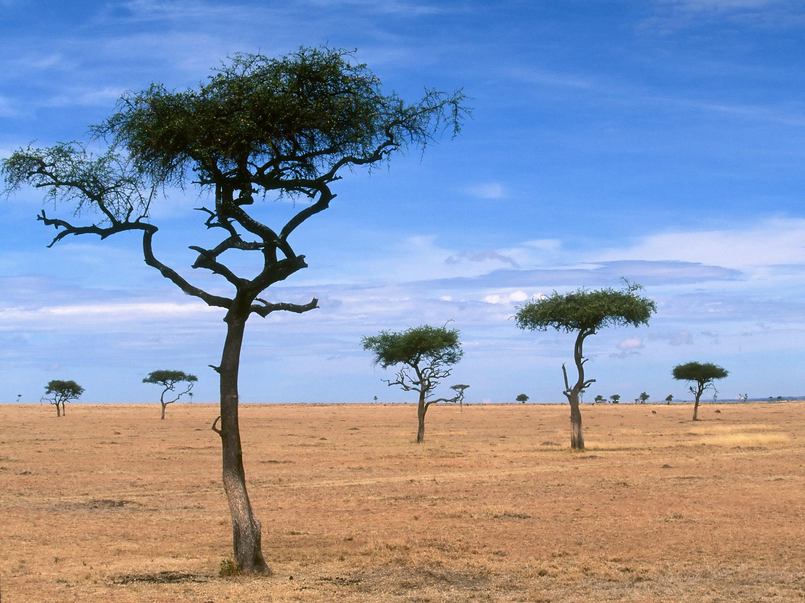 scattered-acacia-trees--kenya--africa
