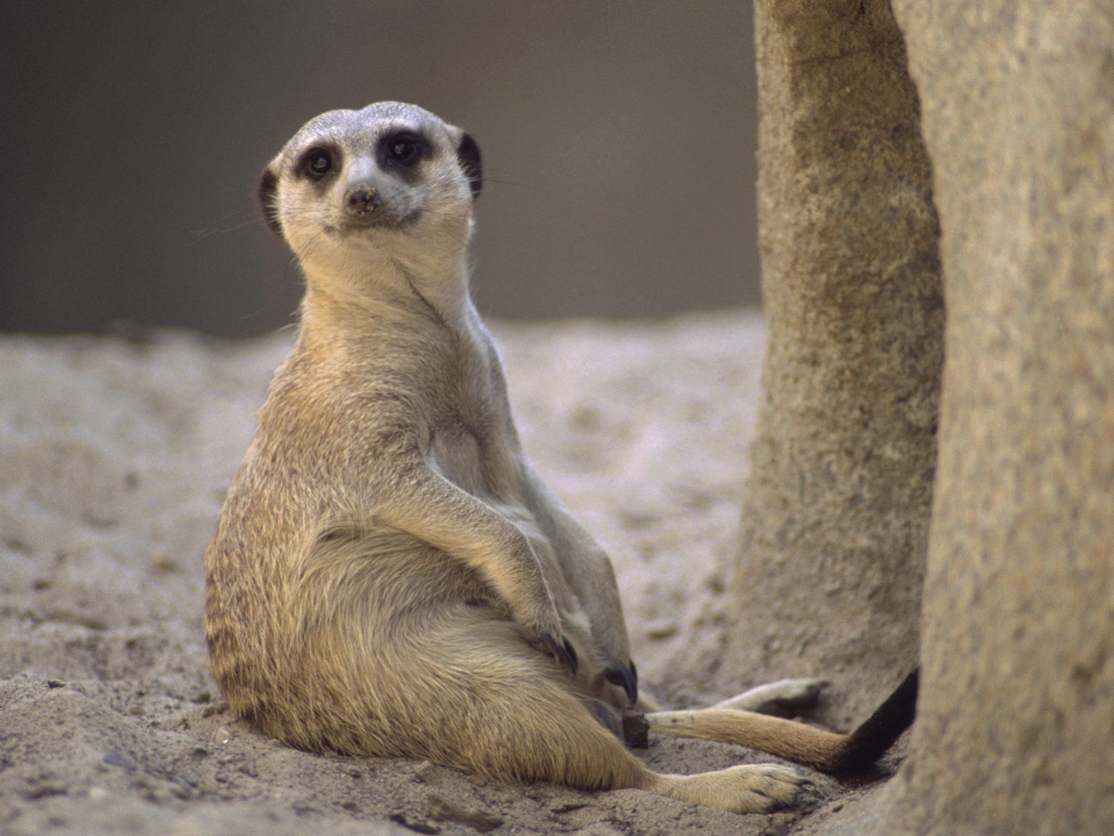 taking-a-load-off--meerkat