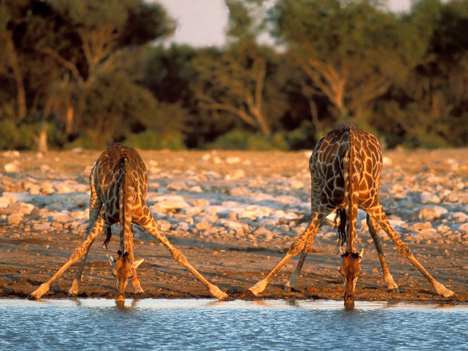 thirsty-giraffes--etosha-national-park--namibia