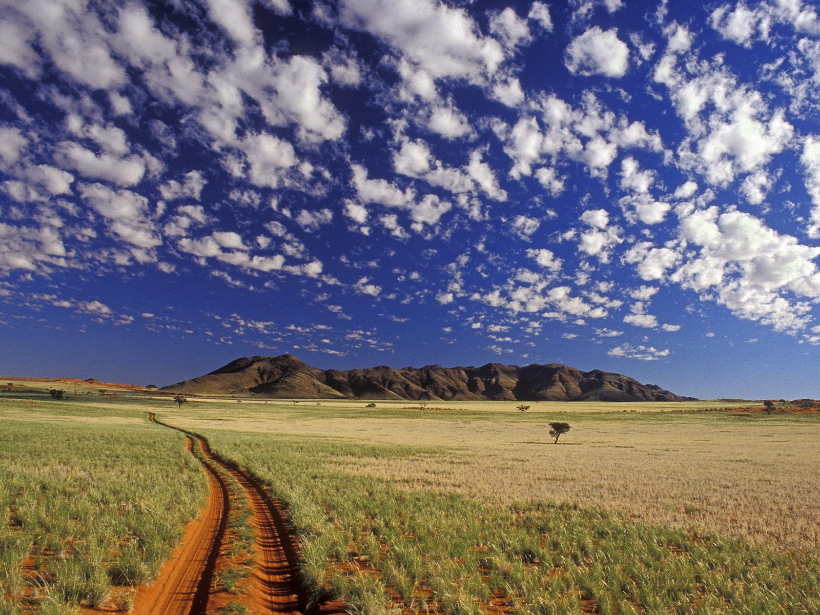 tok-tokkie--namibrand-reserve--namib-desert--namibia