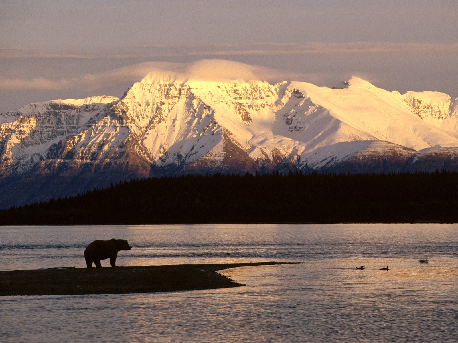 alaskan-brown-bear-silhouetted-against-mount-katolinat--alaska