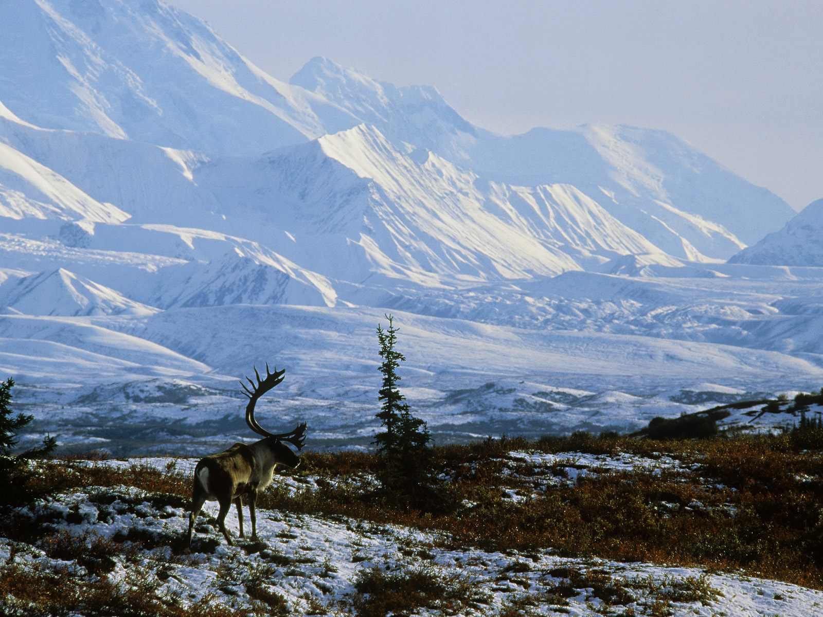 caribou-bull--denali-national-park--alaska