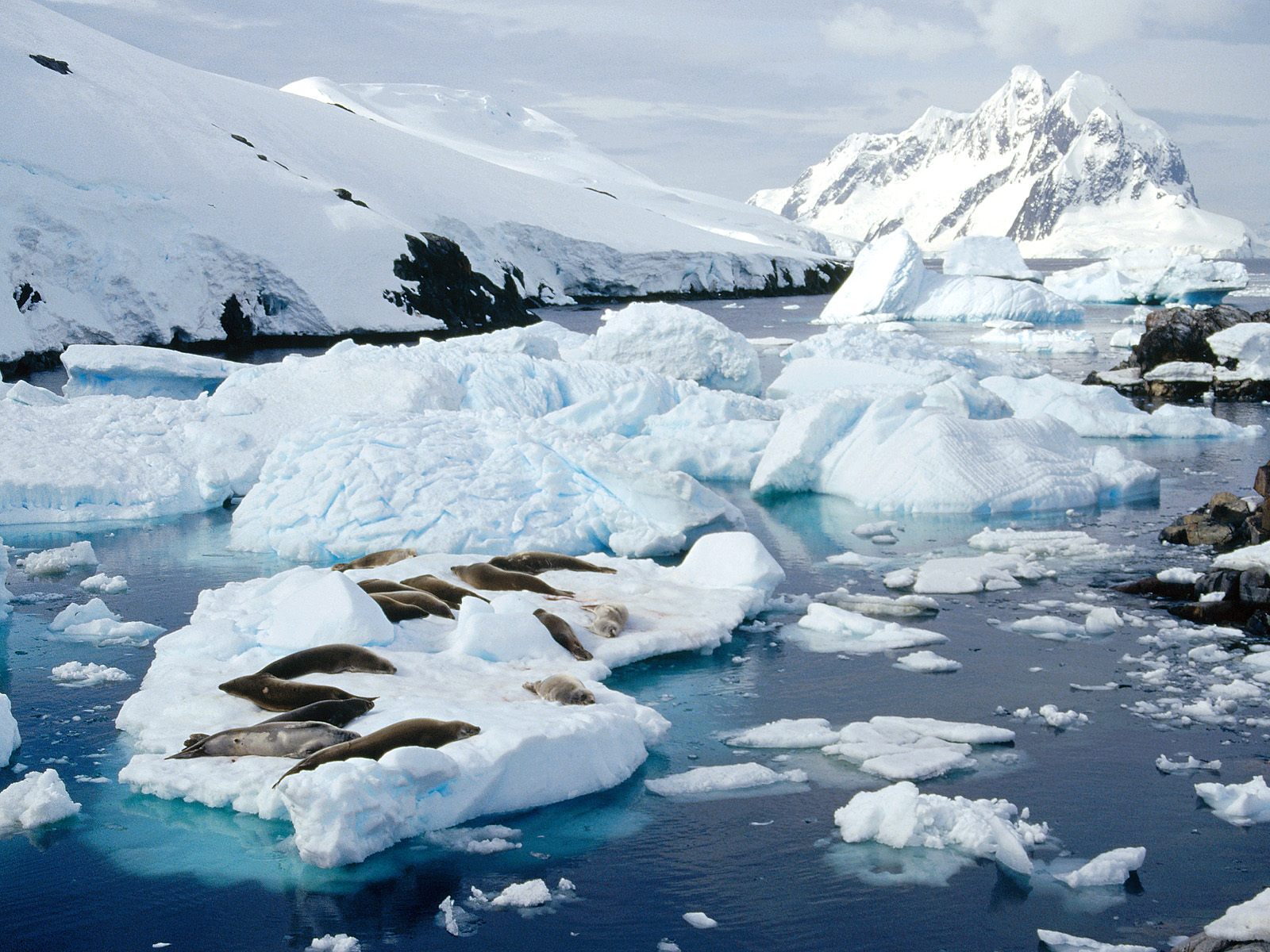 crab-eater-seals--peterman-island--antarctic-peninsula