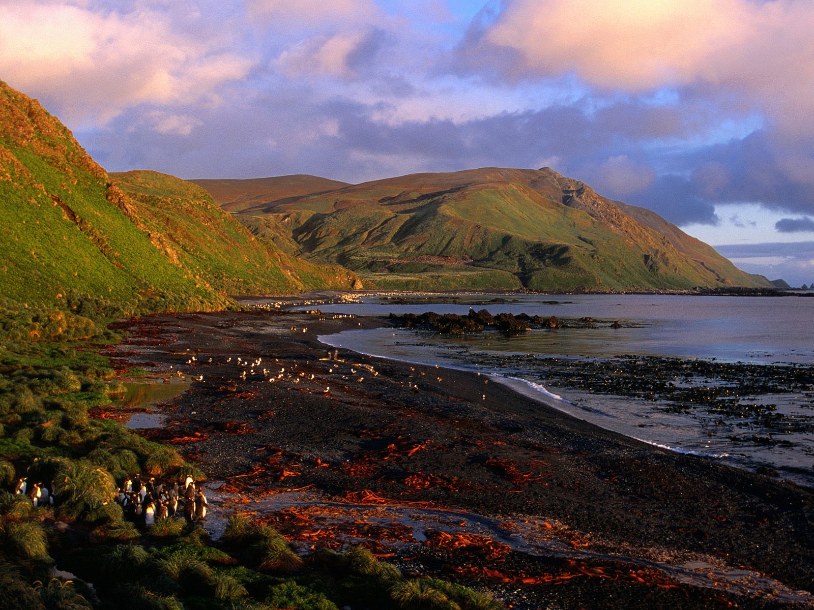 sandy-bay-at-dawn--macquarie-island--antarctica