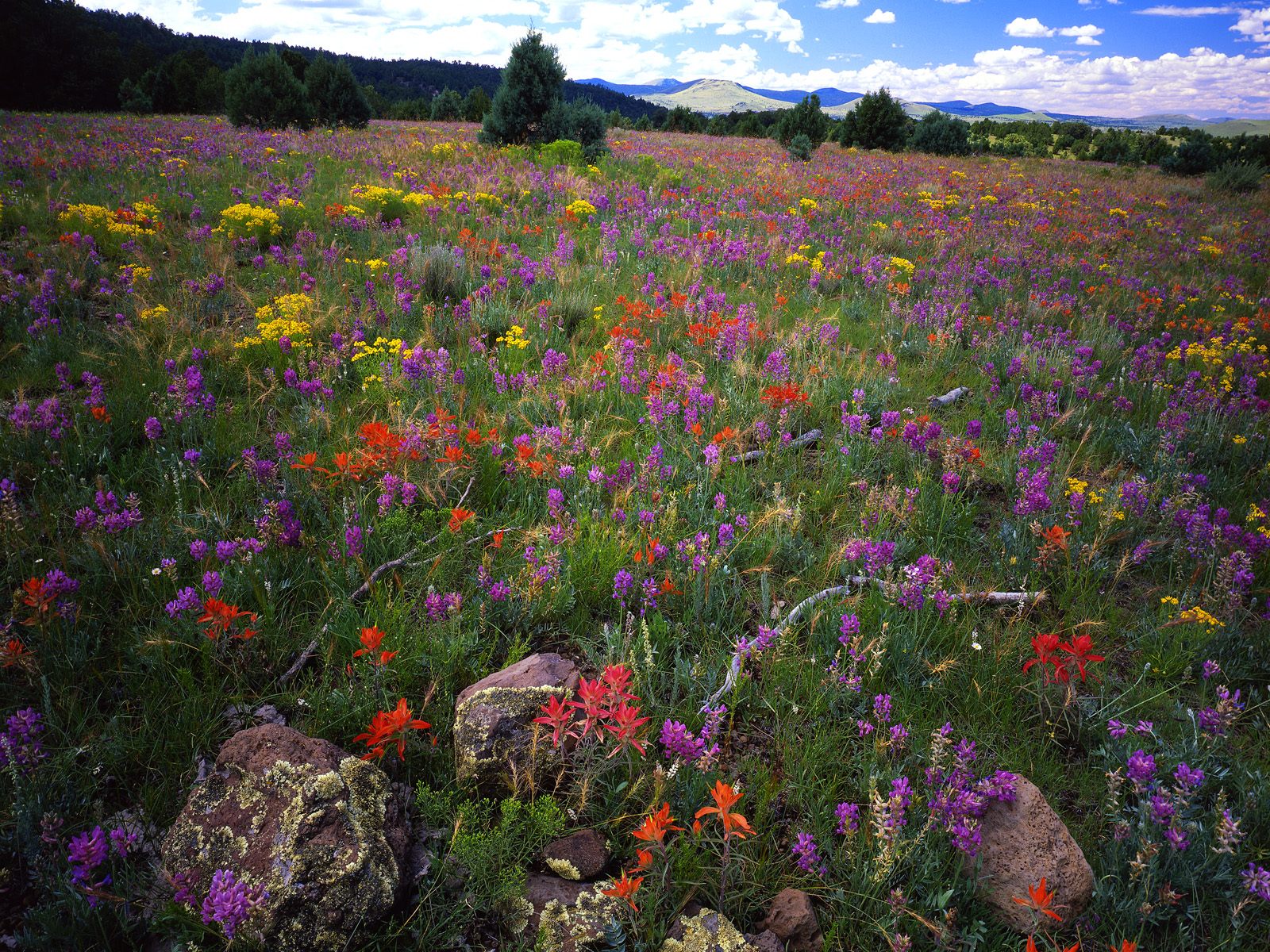 field-of-locoweed--paintbrush-and-gold-flower--apache-sitgreaves-national-forest--arizona